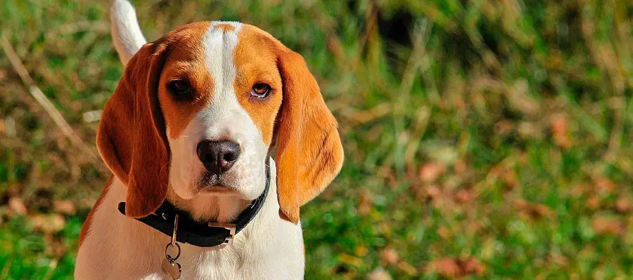 perros ojones beagle