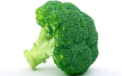 Can Dogs Eat Broccoli? Benefits and Considerations