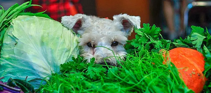 los perros pueden comer brócoli