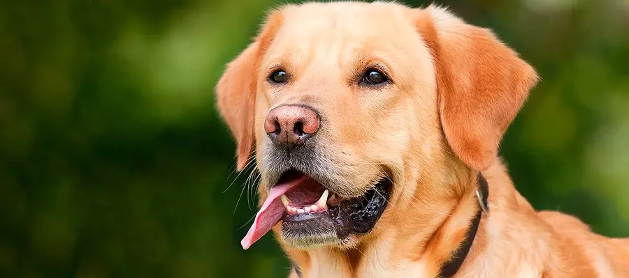 razas de perros más inteligentes