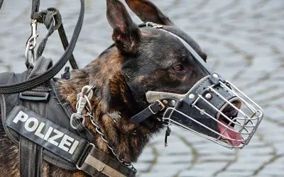 10 Increíbles Razas De Perros Policía