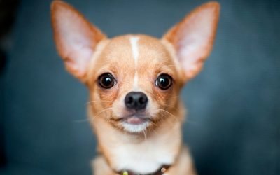 Chihuahua Cabeza De Venado: Todo Lo Que Debes Saber