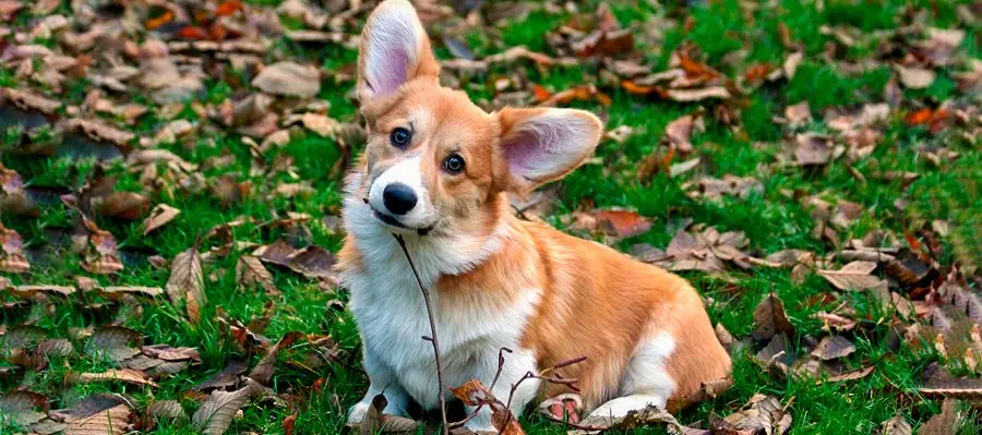 razas de perros orejones