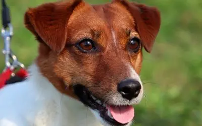 Jack Russell Terrier ¡Un Perro Que Vas A Adorar!