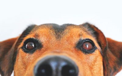 Repelente De Orina Para Perros: Qué Es y Como Encontrarlo