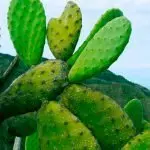 Can Dogs Eat Cactus or Nopales: Yes or No?
