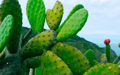 Can Dogs Eat Cactus or Nopales: Yes or No?