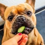 los perros pueden comer pepino