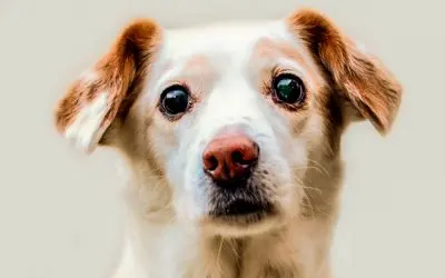 Pupilas Dilatadas En Perros ¿Cual Es La Causa?