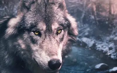 Conoce A Los Perros Que Parecen Lobos ¡Te Encantarán!
