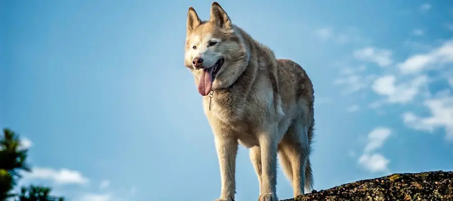 perros que parecen lobos