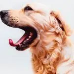 Estornudos En Perros ¿Que Los Causa?