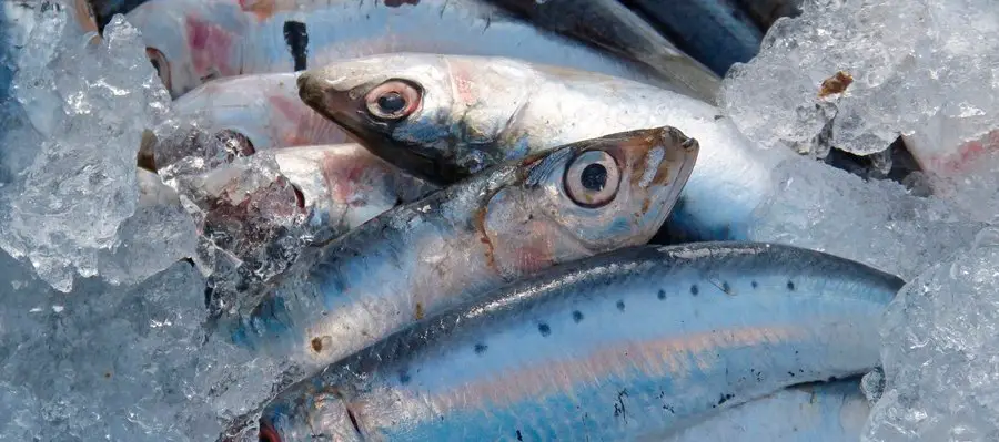 los perros pueden comer sardina