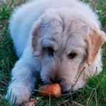 los perros pueden comer zanahoria