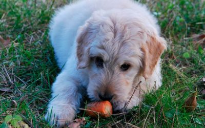 Los Perros Pueden Comer Zanahoria: ¿Es Saludable?