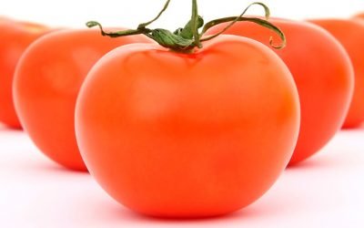 Los Perros Pueden Comer Tomate: ¿Es Saludable?