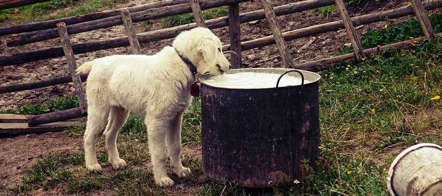 los perros pueden tomar leche