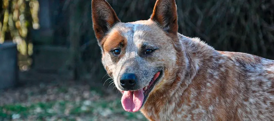 razas de perros medianos perro australiano del ganado