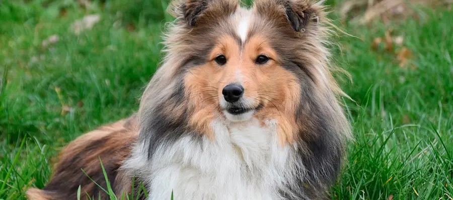 razas de perros medianos perro pastor de shetland