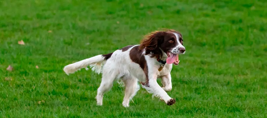 razas de perros medianos springer spaniel inglés