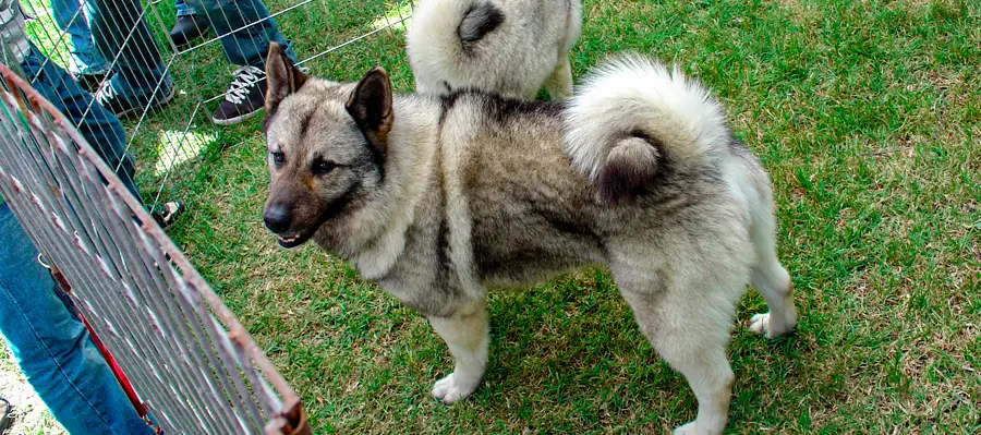 razas de perros medianos elkhound noruego