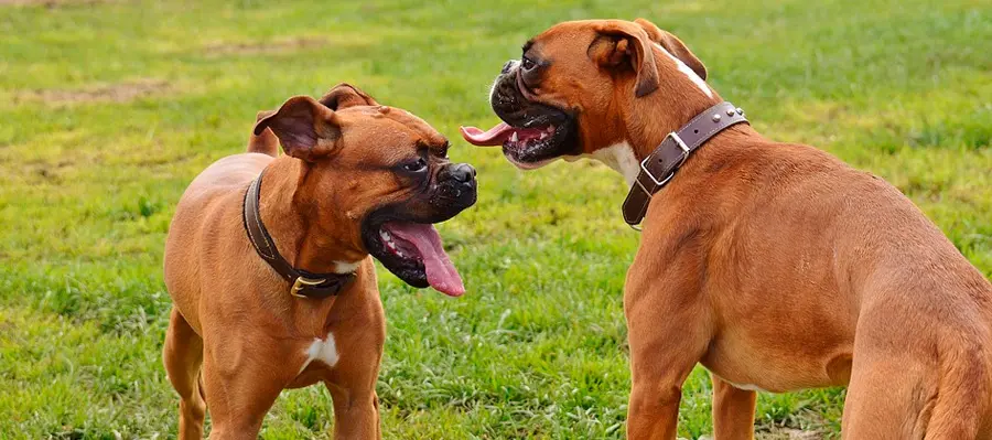 razas de perros medianos boxer