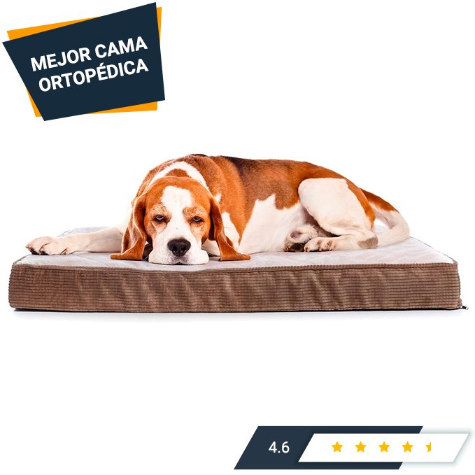 cama ortopédica para perros