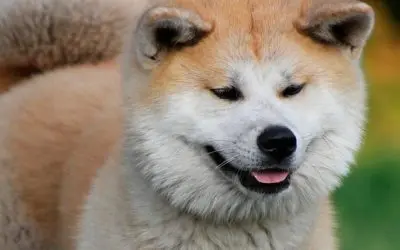 Razas De Perros Japoneses Que Vas A Adorar