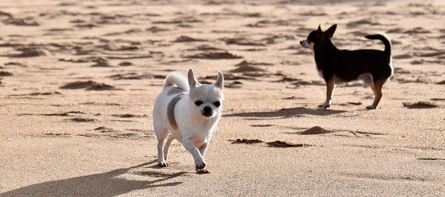 Nombres Para Perros Chihuahua Que Adorarás Perro Blog