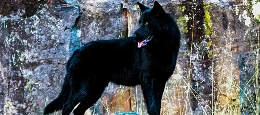 calupoh perro lobo mexicano