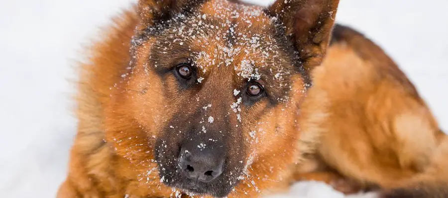 perros de nieve