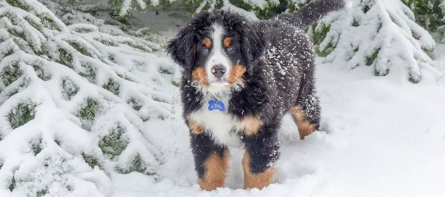 perros de nieve