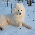 samoyedo-perros-de-nieve