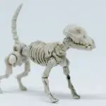 cuantos huesos tiene el perro