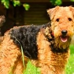 airedale-terrier-4