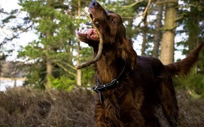 Perros Cazadores: ¡Los 10 Perros De Caza Mas Usados!