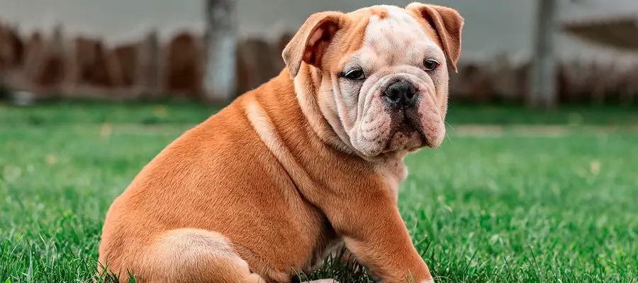 Razas De Perros Arrugados: ¡10 Adorables Razas!