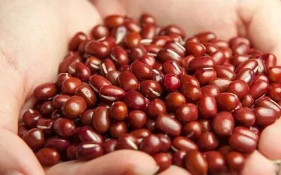 Can Dogs Eat Beans: Is It Safe?